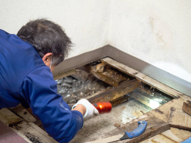 Best Insurance-Related Mold Remediation in Lorane, PA
